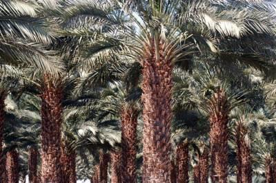 Oasis Negev Hotel Arad Exterior photo